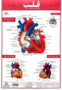 کالبد شناسی قلب