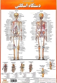 پوستر کالبدشناسی دستگاه اسکلتی