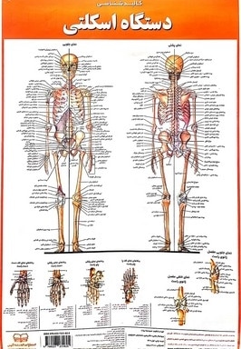 پوستر کالبدشناسی دستگاه اسکلتی