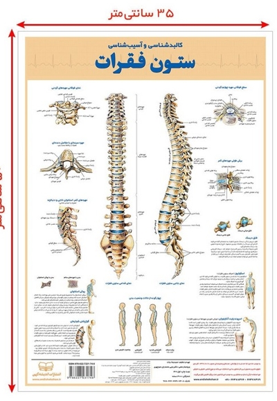 پوستر کالبد ستون فقرات