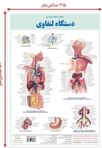 پوستر کالبد شناسی لنفاوی