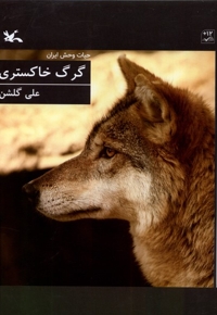 گرگ خاکستری حیات  وحش  ایران