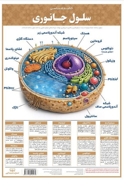 لمینت کالبد شناسی سلول جانوری