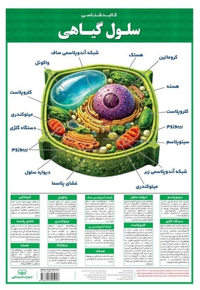 لمینت کالبد شناسی سلول گیاهی