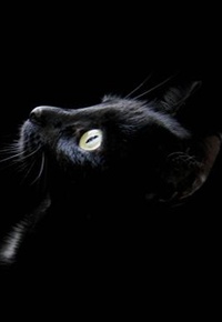 گربه سیاه  - ارائه دهنده: تامین محتوای نگین - مترجم: حسن‌ افشار